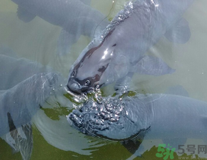 十月份釣青魚好釣嗎？釣青魚什么時間最好？