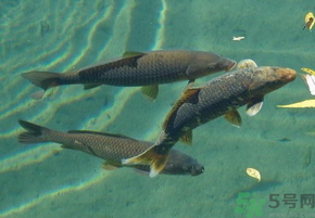 十月份釣青魚好釣嗎？釣青魚什么時間最好？
