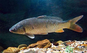 十月份釣青魚好釣嗎？釣青魚什么時間最好？