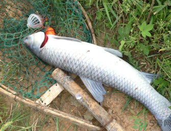 十月份釣青魚好釣嗎？釣青魚什么時間最好？