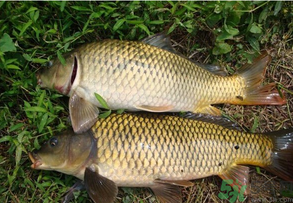 水庫釣魚用什么餌料？水庫釣魚用什么商品餌？