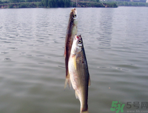 陰天怎么釣魚？陰天釣魚技巧