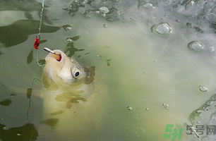 陰天怎么釣魚？陰天釣魚技巧