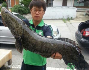秋季釣黑魚用什么魚餌？秋天釣黑魚用什么餌？
