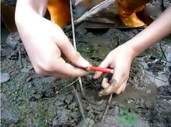 秋季可以釣黃鱔嗎？黃鱔怎么釣？