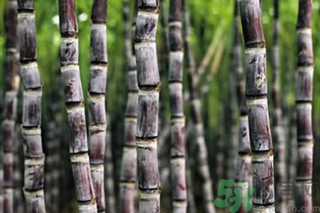 孕婦能吃甘蔗嗎？孕婦吃甘蔗會(huì)導(dǎo)致血糖升高嗎？