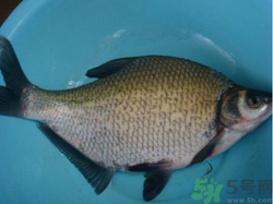 鳊魚多少錢一斤？野生鳊魚多少錢一斤？