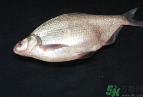 鳊魚多少錢一斤？野生鳊魚多少錢一斤？