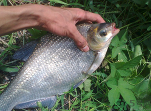鳊魚多少錢一斤？野生鳊魚多少錢一斤？