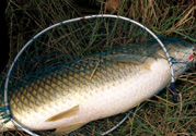 秋天夜釣草魚怎么釣？秋天夜釣草魚技巧
