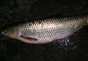 秋天夜釣草魚用什么餌料？秋季夜釣草魚餌料配方
