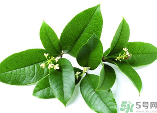 新鮮桂花怎么處理？新鮮桂花怎么保存？