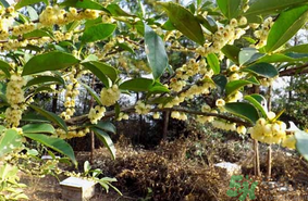 新鮮桂花能吃嗎？新鮮桂花怎么吃？