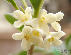 新鮮桂花可以做什么好吃的？新鮮桂花的做法大全
