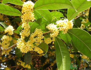 新鮮桂花可以做什么好吃的？新鮮桂花的做法大全