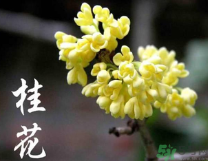 剛摘的桂花怎么處理？桂花摘下來(lái)怎么處理？