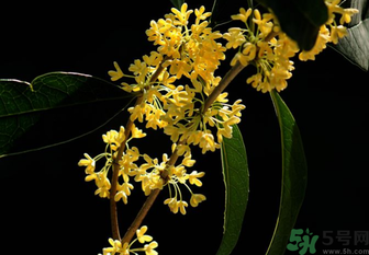 剛摘的桂花怎么處理？桂花摘下來(lái)怎么處理？