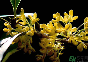 剛摘的桂花怎么處理？桂花摘下來(lái)怎么處理？