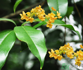 剛摘的桂花怎么清洗？新鮮桂花怎么清洗？
