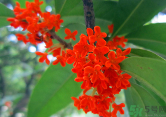 剛摘的桂花怎么清洗？新鮮桂花怎么清洗？