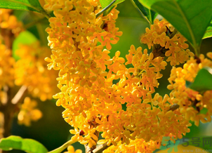剛摘的桂花怎么清洗？新鮮桂花怎么清洗？
