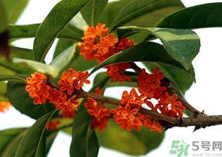 桂花怎么保存？桂花怎么保存香味？