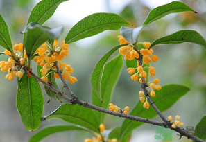 桂花怎么保存？桂花怎么保存香味？