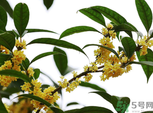 桂花怎么保存？桂花怎么保存香味？