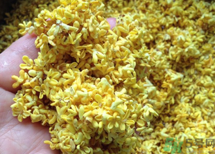 新鮮桂花怎么吃？新鮮桂花的食用方法