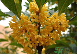 新鮮桂花怎么吃？新鮮桂花的食用方法