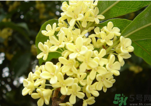 新鮮桂花怎么吃？新鮮桂花的食用方法