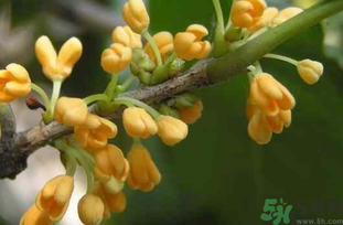剛摘的桂花能吃嗎？剛摘的桂花可以吃嗎？
