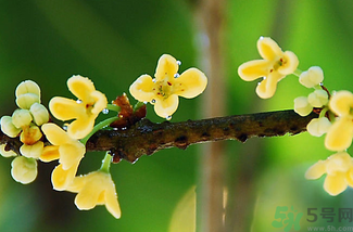 剛摘的桂花能吃嗎？剛摘的桂花可以吃嗎？