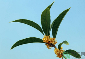 桂花可以做什么？新鮮桂花可以做什么？