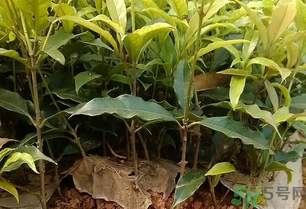 桂花可以做什么？新鮮桂花可以做什么？