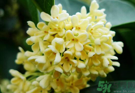 剛摘的桂花有蟲怎么辦？干桂花長蟲怎么辦？