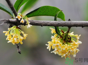 剛摘的桂花有蟲怎么辦？干桂花長蟲怎么辦？
