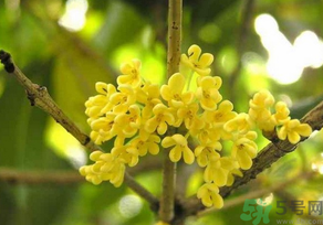 桂花怎么曬干？桂花曬好后可以做什么？