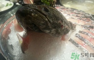 黑魚死了還能吃嗎？死黑魚能吃嗎？