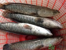 黑魚死了還能吃嗎？死黑魚能吃嗎？