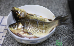 鯽魚死了還能吃嗎？死鯽魚能吃嗎？