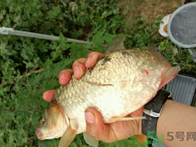 鯽魚死了多久不能吃？剛死的鯽魚能吃嗎？