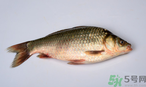 鯽魚死了多久不能吃？剛死的鯽魚能吃嗎？