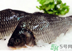 鯽魚死了一夜能吃嗎？鯽魚死了一天能吃嗎？