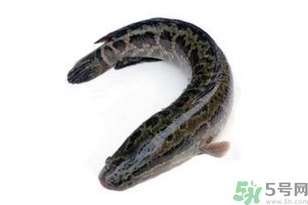 黑魚怎么洗掉身上的粘液？黑魚怎么洗才干凈？