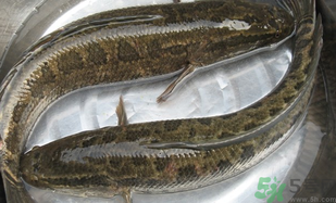 黑魚怎么洗掉身上的粘液？黑魚怎么洗才干凈？
