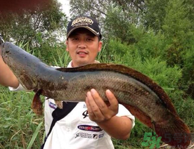 釣黑魚(yú)用什么餌？釣黑魚(yú)用什么餌最好？