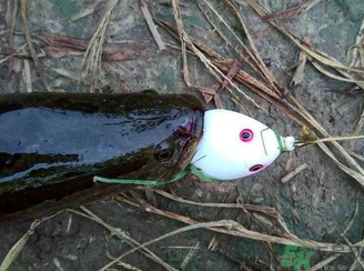 釣黑魚(yú)用什么餌？釣黑魚(yú)用什么餌最好？