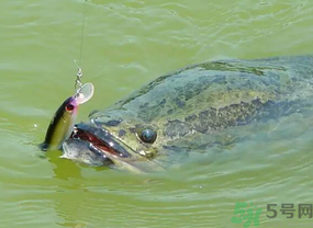 路亞釣黑魚用什么假餌？路亞釣黑魚用什么餌？