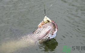 路亞釣黑魚用什么假餌？路亞釣黑魚用什么餌？